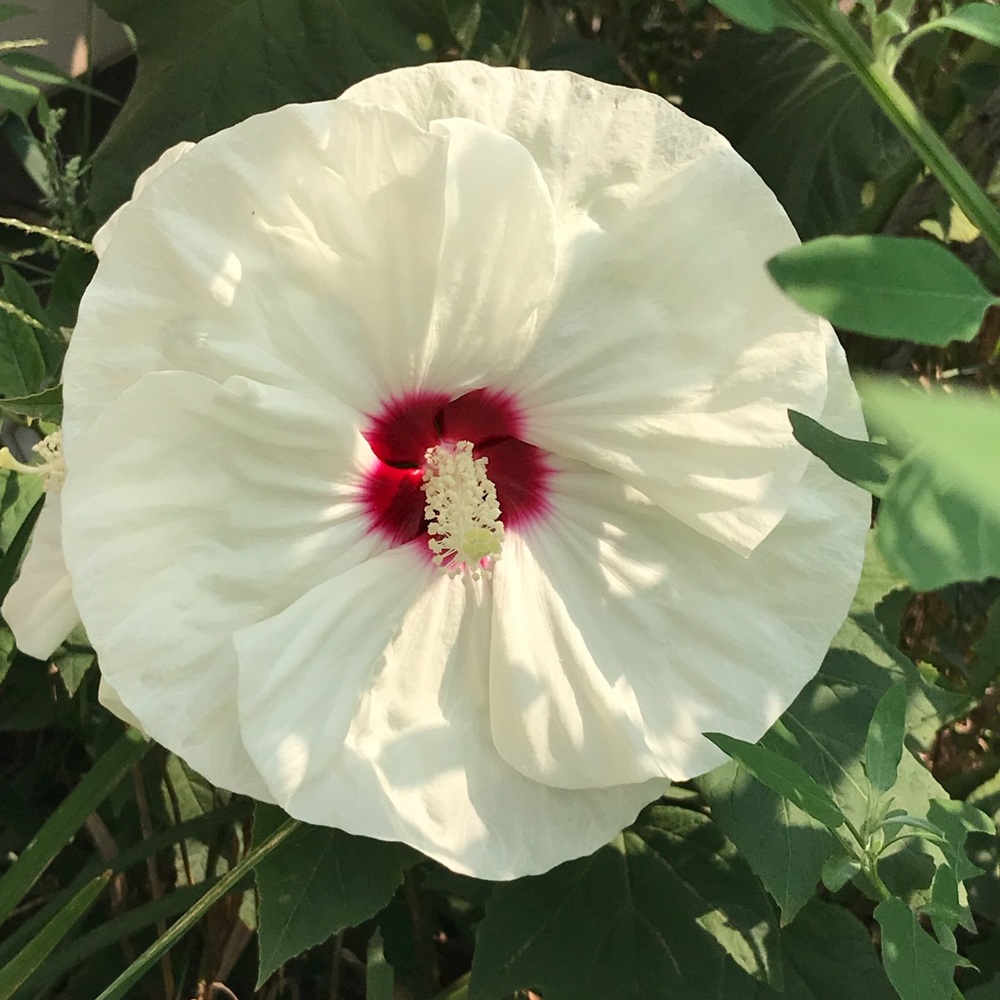 Meet your Posher, Ronda